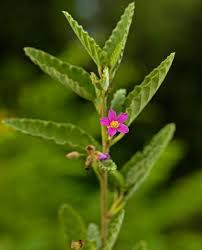 Image result for Melochia