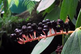 Image result for Pilostyles aethiopica