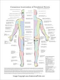 cutaneous innervation of peripheral nerves poster