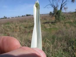 Image result for Panicum coloratum