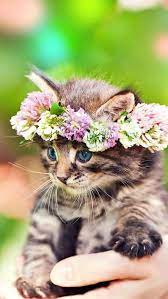 What Type Of Cat Are You Kittens Cutest Cute Animals Cats