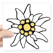 Risultato Immagine Per Stella Alpina Disegno Disegni Immagini Pirografia