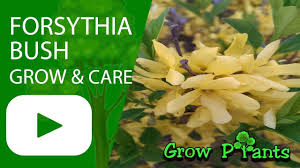Forsythia Bush Growing Care Plant Information Climate Hardiness Zone Uses Growth Speed Water Requirement Light Forsythia Bush Forsythia Bush Plant