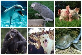 Top 10 Most Intelligent Animals Most Intelligent Animals Intelligent Animals 2017 Intelligent Animals 10 Intelligent Animals Smartest Animals Fish Pet Petsmart