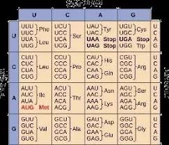 How To Memorise The Genetic Code Quora