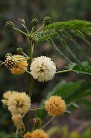 Image result for Albizia zimmermannii