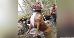 Hulk The Pitbull Is Still Alive 2021