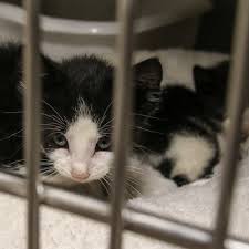 Cat rescue, cleanup ongoing at Woodbridge condo