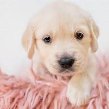 Cute golden puppy labrador retriever. Pin On Wallpaper