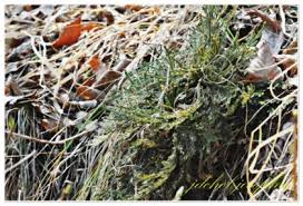Image result for Selaginella vanderystii
