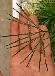 Image result for Actiniopteris semiflabellata