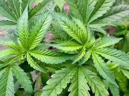Kiffen Auf Rezept Nur Wenige Arzte Verschreiben Cannabis Eva Milz Tut Das Kolner Stadt Anzeiger