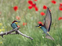 We did not find results for: Bird Wallpapers Hd Pixelstalk Net