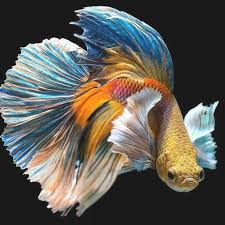 The aggression between the male siamese fighting fish is noted from the fight they get into. Botanicaetcetera On Instagram The Siamese Fighting Fish Or Betta Source And Photographer Unknown Fish Fightingfis Siamese Fighting Fish Betta Fish Betta