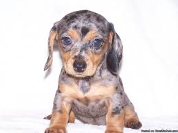 Our puppies are well socialized and ready to make your house doxie friendly. Mini Dachshund Puppies For Sale Price 250 00 For Sale In Saucier Mississippi Best Pets Online