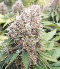 We did not find results for: Northern Lights Sensi Seeds Cannabis Samen Zu Verkaufen Herbies Seeds