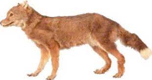 Rare Extinct Creatures Warrah Or Falkland Islands Wolf Extinct Wolves Dog Trainer Extinction