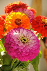 Pin By Jo Ward On Flowers Easiest Flowers To Grow Zinnia Flowers Beautiful Flowers