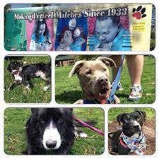 A Big Thank You To Our Friends From The Humane Society Of Memphis And Shelby County For Hosting Such A Beautiful Event At Animal League Animals Humane Society