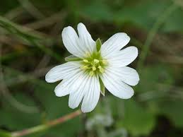 Image result for Cerastium afromontanum