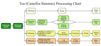 File Tea Processing Chart Ii Svg Wikimedia Commons