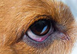 Identify And Treat Conjunctivitis Aka Pink Eye In Dogs Page Sep Sitename