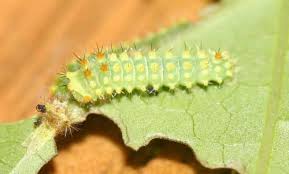 Handling one of these dangerous caterpillars could leave you with a nasty sting similar to a bee's sting. Luna Moth Actias Luna Linnaeus
