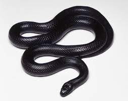 Eastern Indigo Snake Pet Snake Mexican Black Kingsnake Snake