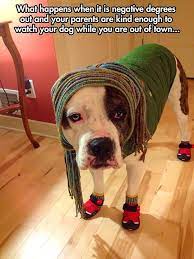 These Pit Bulls In Pajamas Will Make You Fall In Love Life With Dogs