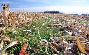 Do i really need crop insurance? Cover Crops And Crop Insurance Rma