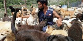 Si c'est le cas, les deux . Au Liban La Crise Oblige Aussi A Se Separer De Son Animal Domestique Le Point