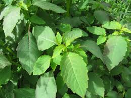 Image result for Impatiens psychadelphoides