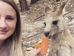 They're very mobile and are instantaneously recognized by their hopping method of locomotion which is facilitated by the immense strength in their. Kangaroos Attack Tourists Who Keep Feeding Them