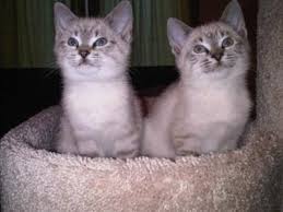 High to low absolutely gorgeous and very playful seal point siamese (female) kitten for sale to a loving family. Are These Babies Lynx Point Siamese Or
