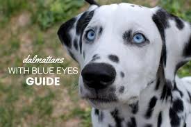 Search texas dog rescues and shelters here. Long Coat Dalmatian Puppies For Sale Off 54 Www Usushimd Com