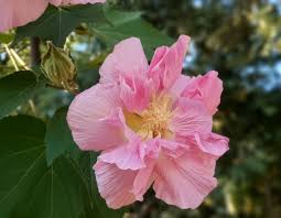 Image result for Craspedorhachis