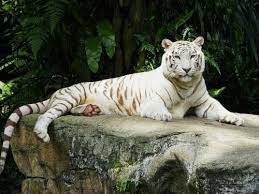 Singapore Zoo Singapore Singapore Singapore Zoo Singapore Zoo