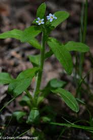 Image result for Hyparrhenia welwitschii