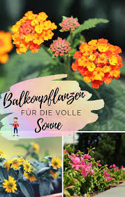 Balkon Dekoration Panosundaki Pin