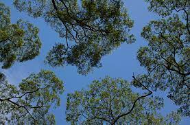 In forest ecology, canopy also refers to the upper layer or habitat zone, formed by mature tree crowns and including other biological organisms. Canopy Biology Wikipedia