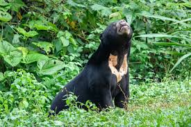 It is a joint project between sun bear researcher wong siew te, land empowerment animals people, the sabah wildlife department and the sa Sun Bear Wikipedia