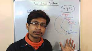 Cell culture is a fundamental component of tissue culture and tissue engineering, as it establishes the basics of growing and maintaining cells in vitro. Mammalian Cell Culture 1 Introduction To Cell Culture Youtube
