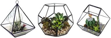 Making a zen garden is another option to bring moss into your garden. Buy Glass Geometric Terrarium Set Of 3 Black Mini Succulent Planters Containers Tabletop Diy Display Air Plant Pyramid Square Pentagon For Airplants Home Garden Wedding Decor Not Include Plants Online In Turkey B08gjg6kz8
