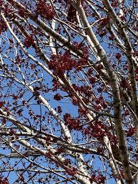 Image result for Tetradium glabrifolium