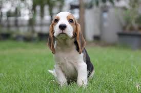How long do puppies normally sleep at night? Puppyhood What To Expect At 6 To 8 Weeks Dog Ownership Wag