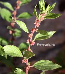 Image result for Parietaria