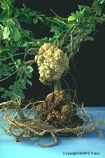 Crown Gall