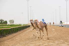 The camel races in dubai begin early from 7 am to 9 am, and it can certainly be worth someone's time to pay this unique sport a visit, as one can also notice plenty of tourists make their way to al marmoon so that they can experience this … Camel Racing Season 2020 2021 In Dubai Dates