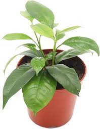 Image result for hoya multiflora