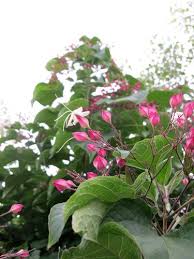 Image result for Clerodendrum melanocrater